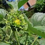 Klimatisiertes In Buekfuerdoe Mit Garten By Interhome * Buk